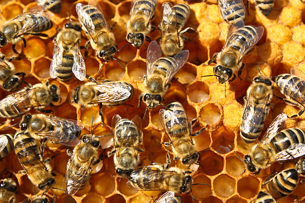 istock Reproduction of Bees 2206608453