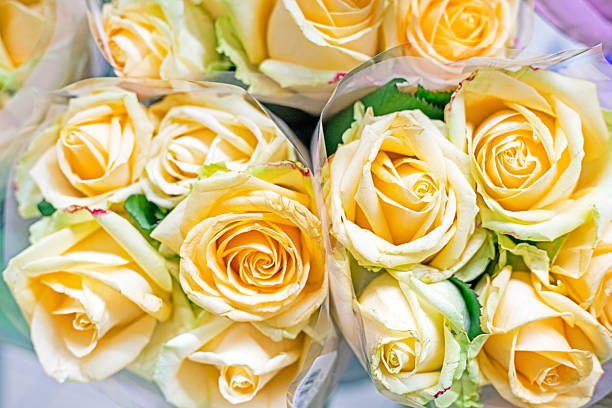 beautiful blossoming buds of cream roses