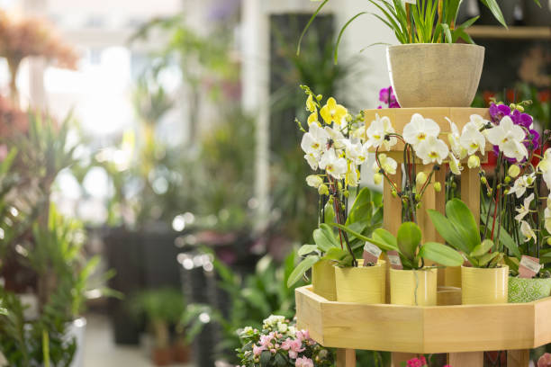 Section with orchids in flower shop without people