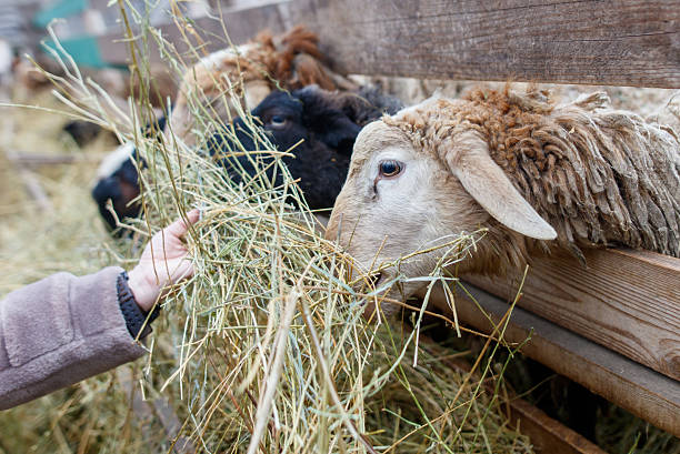 A person is feeding a sheep some hay. The sheep is white and brown