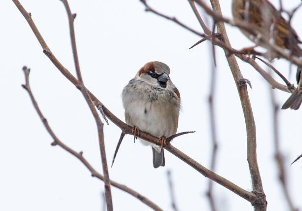 istock A small bird is perched on a branch in the snow 2206609177