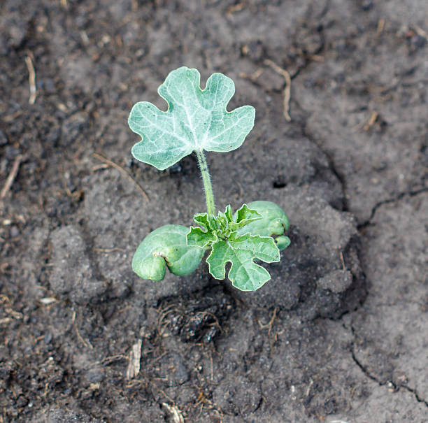 istock A small plant is growing in the dirt 2206609245