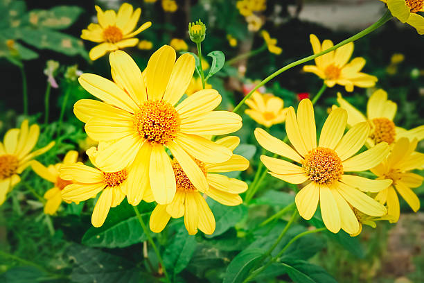 istock Heliopsis helianthoides. Tuscan Sun False Sunflower. Beautiful natural summer background. 2206609302