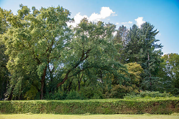 A lush green forest with a hedge bordering the trees. The hedge is trimmed and well maintained. The sky is clear and blue, and the trees are tall and leafy. The scene is peaceful and serene
