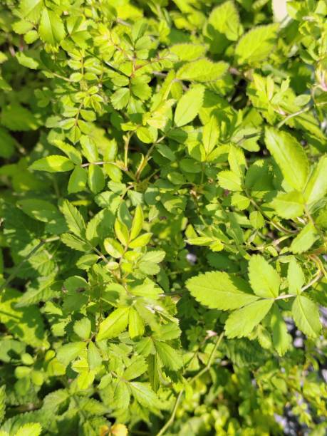 istock Salvia miltiorrhiza 2206609402