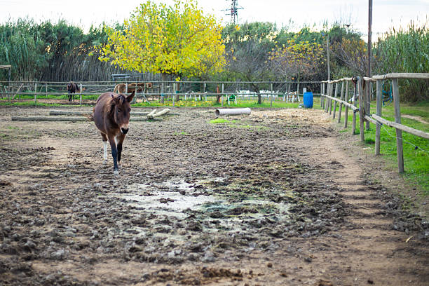 istock Brown donkey horse in a muddy puddle landscape 2206610129