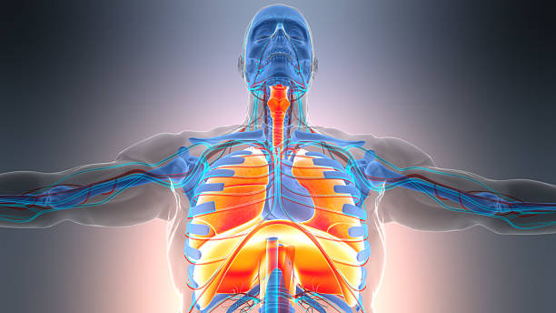 The lungs are essential organs of the respiratory system. They help us breathe by bringing oxygen into the body and removing carbon dioxide from the blood.