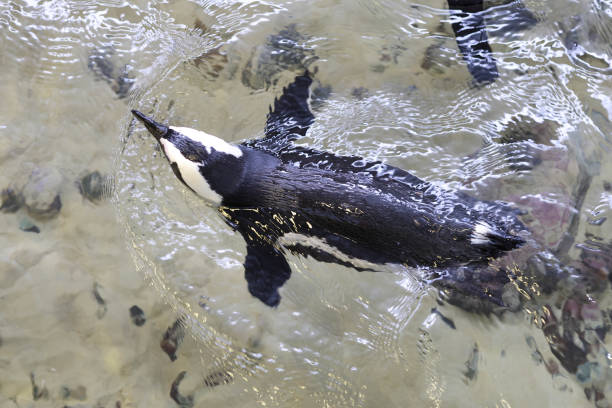 A penguin swimming in water