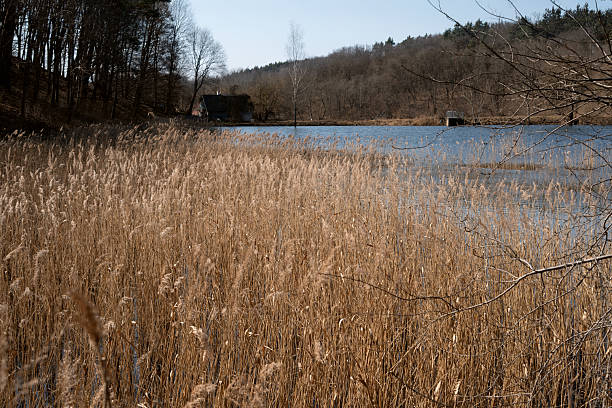 serene lakeside scene with tall reeds, tranquil water, and distant forest cabin under blue sky, evoking peaceful and natural autumn atmosphere, earthy, wild, panoramic, idyllic, tranquility
