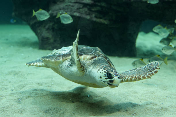 A sea turtle swiming