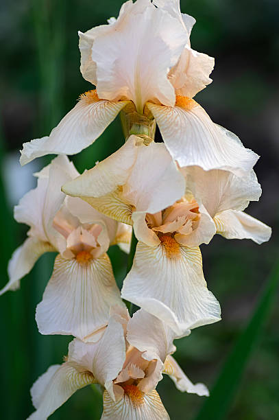 istock Delicate White Irises in Bloom. Vertical crop. 2206613631