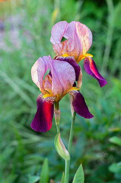 istock Vibrant Purple and Yellow Iris Flowers in Bloom. Vertical crop. 2206613632