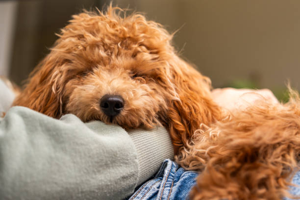 istock Girl holding a cute fluffy toy poodle 2206616821