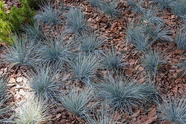 istock Fescue blue or gray grows among the fine bark of a coniferous tree. 2206618096