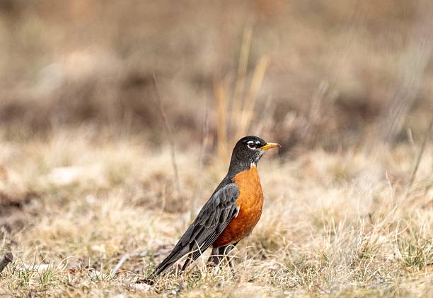 istock American Robin in Natural Habitat 2206620969