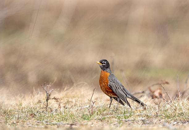 istock American Robin in Natural Habitat 2206620979
