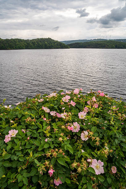 The River Running through Eifel National Park in North Rhine-Westphalia, Germany on a Partly Cloudy Morning
