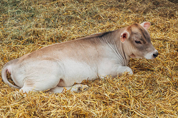 istock young calf of Swiss cattle breed 2206621877