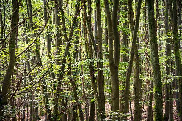 istock The Forest with Pine Trees at Eifel National Park in North Rhine-Westphalia, Germany 2206622021