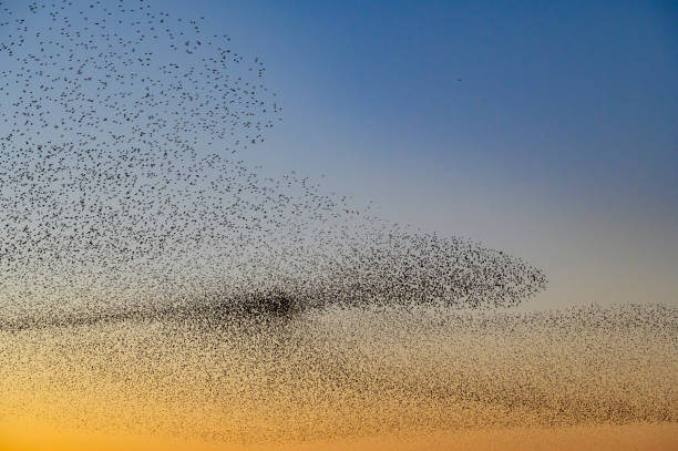 istock Starling murmuration during sunset at the end of a winter day 2206623245