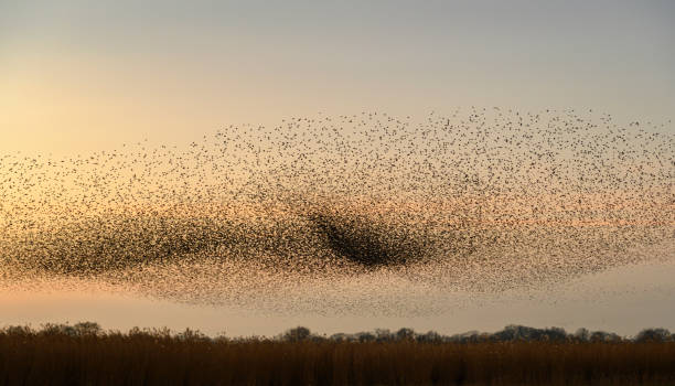 istock Starling murmuration during sunset at the end of a winter day 2206623289