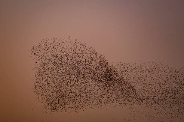 istock Starling murmuration during sunset at the end of a winter day 2206623293