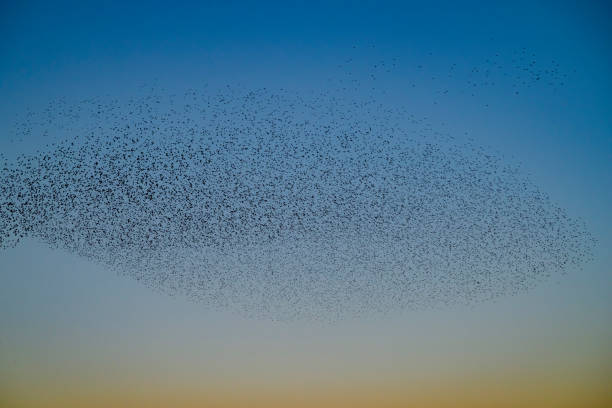 Starling birds murmuration in the sky during a calm sunset at the end of the day. Huge groups of starlings (Sturnidae) in the sky that move in shape-shifting clouds before the night.  Sparrow hawks birds of prey hunt for starlings making the large flock of birds react.