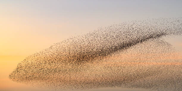 istock Starling murmuration during sunset at the end of a winter day 2206623353