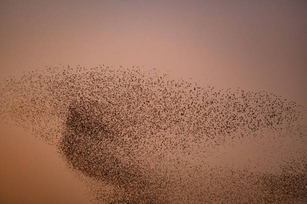 istock Starling murmuration during sunset at the end of a winter day 2206623389