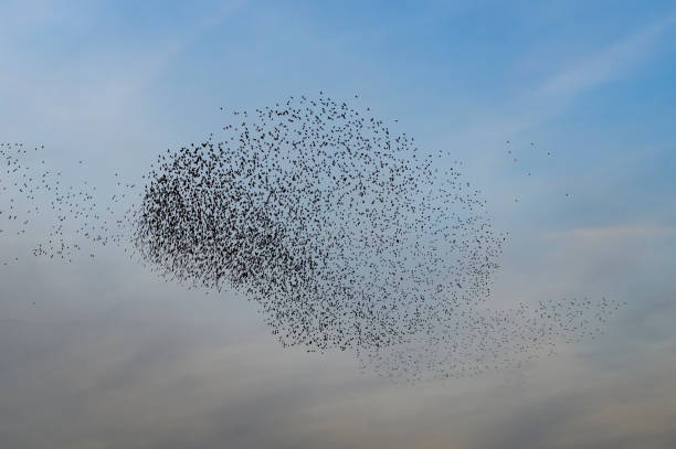 istock Starling murmuration during sunset at the end of a winter day 2206623394