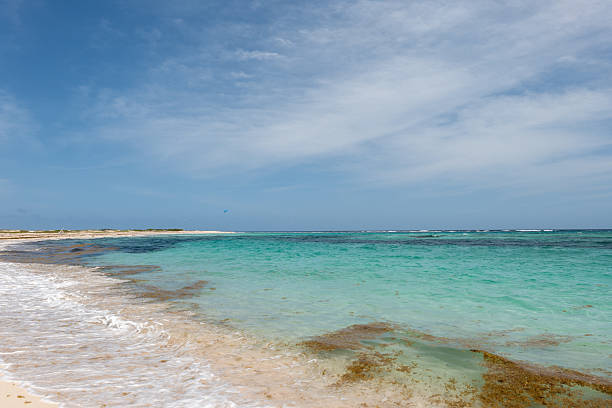 Photograph of the problem that sargassum represents on the coast of Cancun, a tourist destination in the Mexican Caribbean