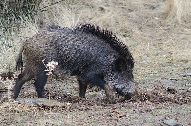 wild boar pig hog at street of mugla turkey