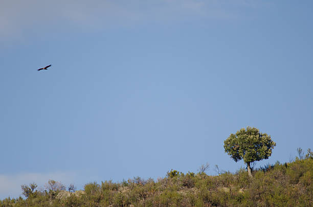 istock Griffon vulture gliding and evergreen oak. 2206624707
