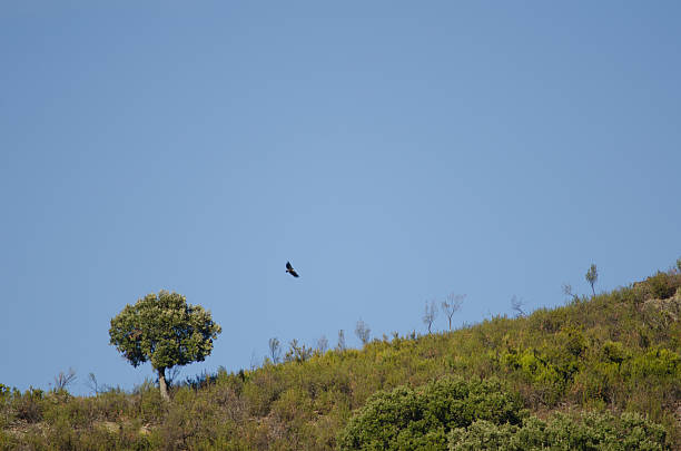 istock Griffon vulture gliding and evergreen oak. 2206624732