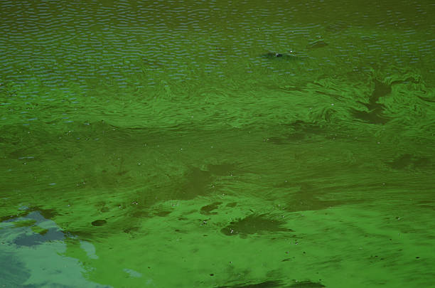 istock Common carp in a eutrophicated reservoir. 2206624803