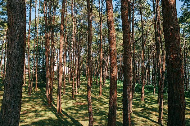 Towering Trees: A captivating view of a towering forest, where sunlight filters through the dense canopy.