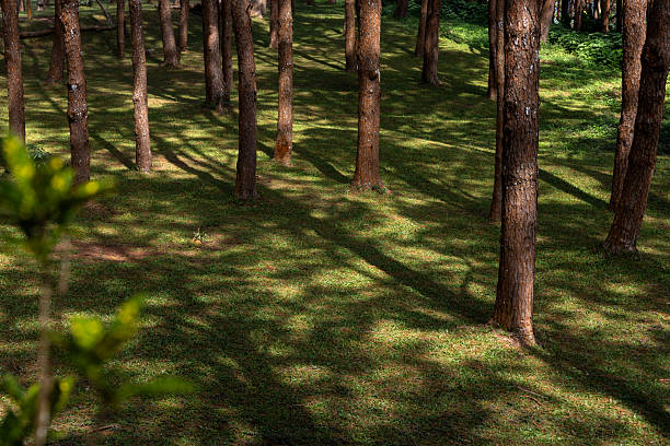 Towering Trees: A captivating view of a towering forest, where sunlight filters through the dense canopy.