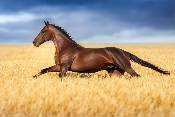 Bay stallion run free in wheat field against cloudy sky