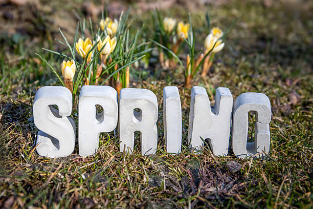 Composed of mauve phlox, tulips, daffodils and narcissi.