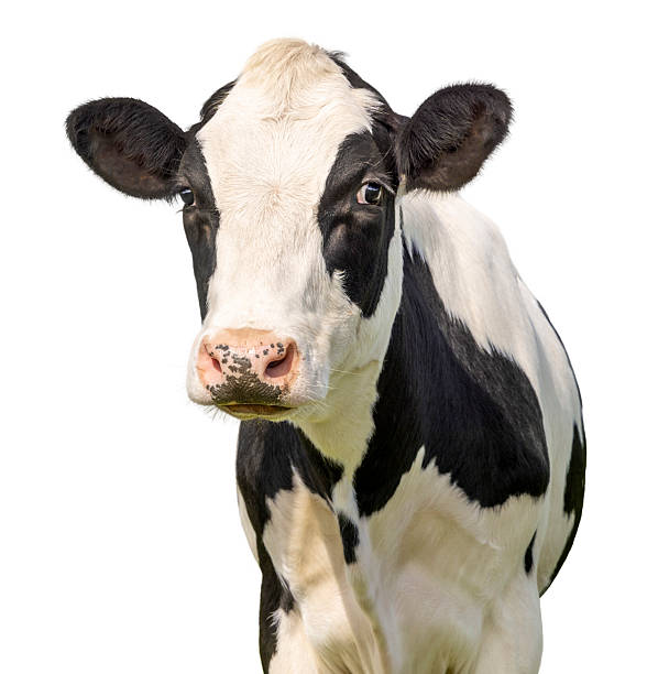 Cow cut out, black and white, milker cattle, pink nose, isolated on white, cute young heifer