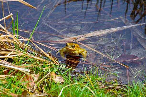 European toad (Bufo bufo) sitting at the edge of the water