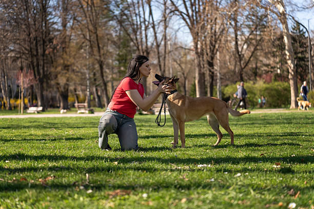 istock Young Woman Training Her Dog in a Sunny Park Setting 2206629823