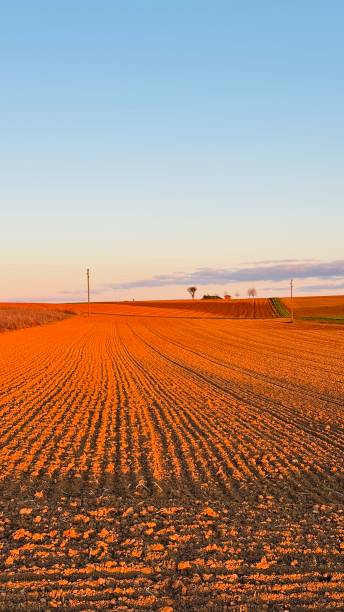 istock Agricultural field at sunset 2206632901