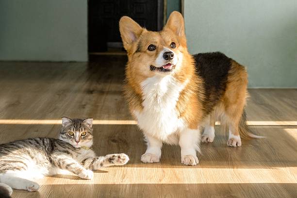 istock Cute corgi dog with joyful expression standing beside a tabby cat lying on the floor with sunlight. 2206634860