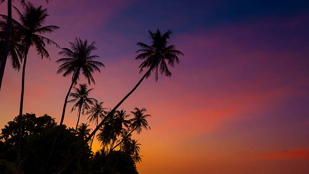 istock Banner Summer with colorful theme as palm trees background as texture frame 2206634876