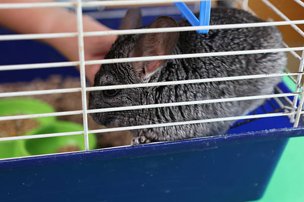 istock People care for and play with chinchillas. 2206636436