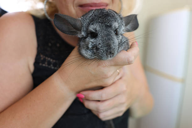 istock People care for and play with chinchillas. 2206636441