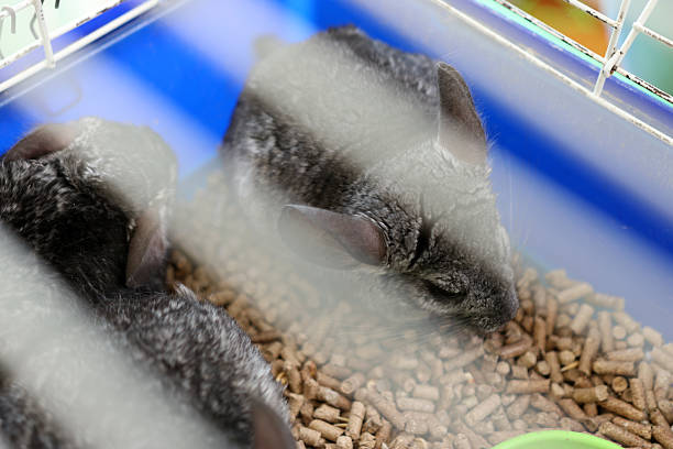 istock People care for and play with chinchillas. 2206636524