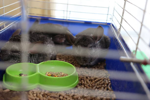 istock People care for and play with chinchillas. 2206636566