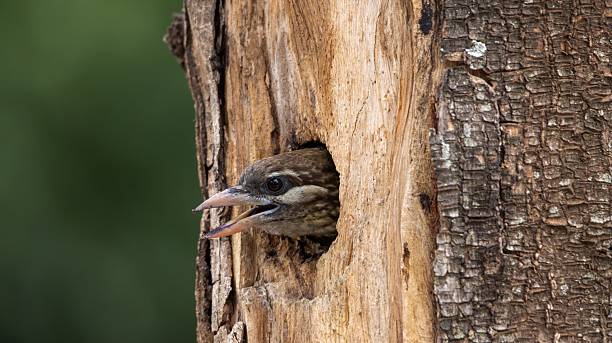 Juvenile White-cheeked Barbet (Psilopogon viridis) in tree